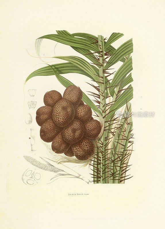 萨拉卡棕榈树|古董植物插图